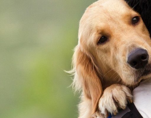 El poder de las mascotas