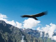 El retorno del Dios Cóndor