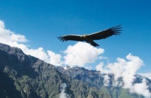 El retorno del Dios Cóndor Revista Selecciones