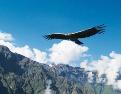 El retorno del Dios Cóndor