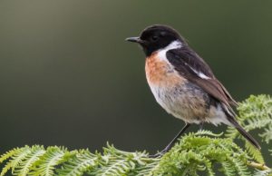 El sagaz cuclillo Revista Selecciones