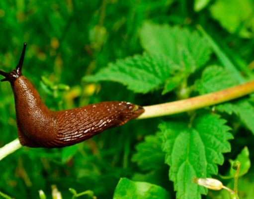 El sorprendente caso de la babosa que comía luz de sol