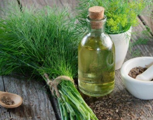 ¿Qué usos culinarios y médicos tiene el Eneldo?