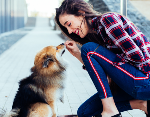 Enseñe bien a su perro