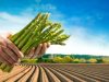 Espárragos: el manjar de la primavera Revista Selecciones