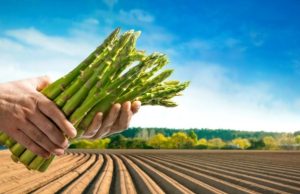 Espárragos: el manjar de la primavera Revista Selecciones