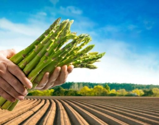 Espárragos: el manjar de la primavera