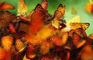 Estrategias de ataque y defensa Revista Selecciones