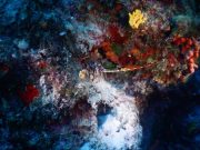 ¿Existe la vida en los fondos abisales?