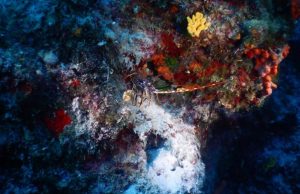 ¿Existe la vida en los fondos abisales? Revista Selecciones