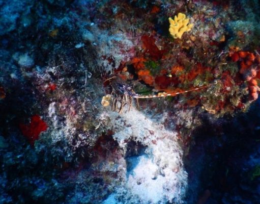 ¿Existe la vida en los fondos abisales?