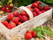 Frutillas: cómo elegir las mejores