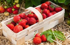 Frutillas: cómo elegir las mejores Revista Selecciones