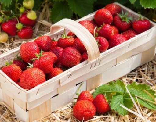Frutillas: cómo elegir las mejores