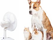 Gatos y perros frescos