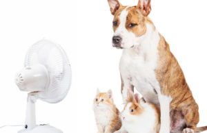 Gatos y perros frescos Revista Selecciones