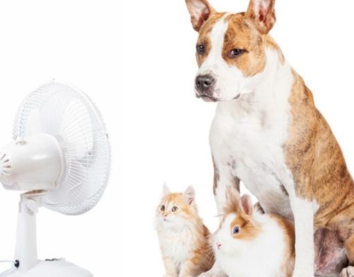 Gatos y perros frescos