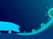 Gripe porcina: expertos en acción