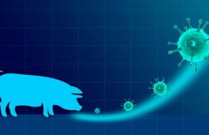 Gripe porcina: expertos en acción Revista Selecciones