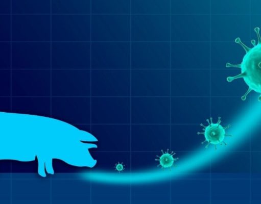 Gripe porcina: expertos en acción