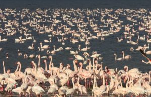 Guarderías animales Revista Selecciones