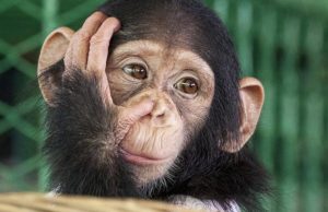 Habilidad animal Revista Selecciones