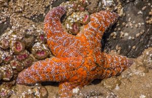 Habitantes de las costas rocosas Revista Selecciones