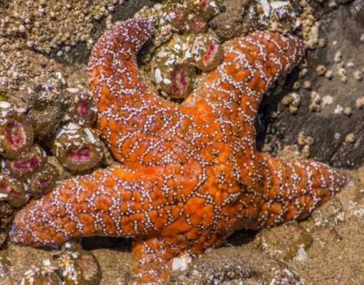 Habitantes de las costas rocosas