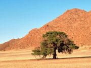 ¿Hay árboles en los desiertos? hay-arboles-en-los-desiertos-2549-mainImage-0