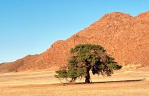 ¿Hay árboles en los desiertos? hay-arboles-en-los-desiertos-2549-mainImage-0