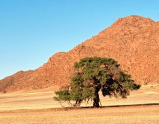 ¿Hay árboles en los desiertos? hay-arboles-en-los-desiertos-2549-mainImage-0