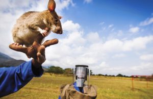 Héroes animales Revista Selecciones