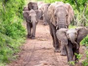 Historia de aventura: Un Elefante en mi cocina