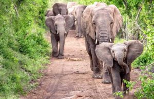 Historia de aventura: Un Elefante en mi cocina Revista Selecciones