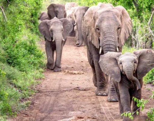 Historia de aventura: Un Elefante en mi cocina