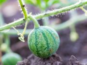 Historias inspiradoras: Y brotaron sandías…