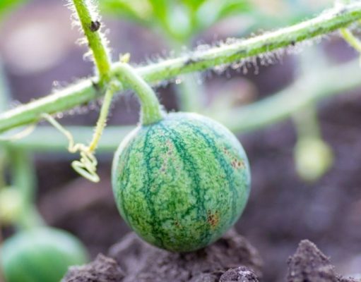 Historias inspiradoras: Y brotaron sandías…