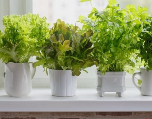 Hojas verdes poderosas