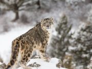 Invierno en la montaña
