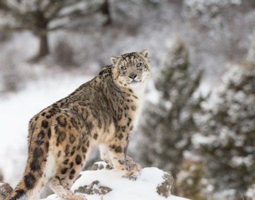 Invierno en la montaña