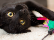 Juegos felinos: qué objetos puede usar