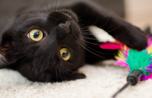 Juegos felinos: qué objetos puede usar Revista Selecciones