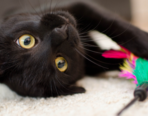 Juegos felinos: qué objetos puede usar