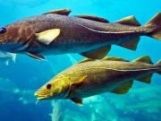 La áspera canción del bacalao en cortejo