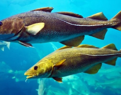 La áspera canción del bacalao en cortejo