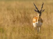 La crianza de los antílopes cuernos de sable