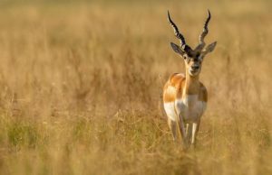 La crianza de los antílopes cuernos de sable Revista Selecciones