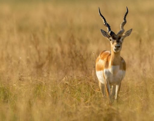 La crianza de los antílopes cuernos de sable