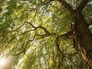 La inhóspita tundra: árboles