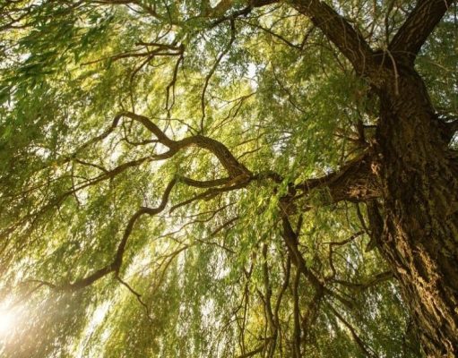 La inhóspita tundra: árboles